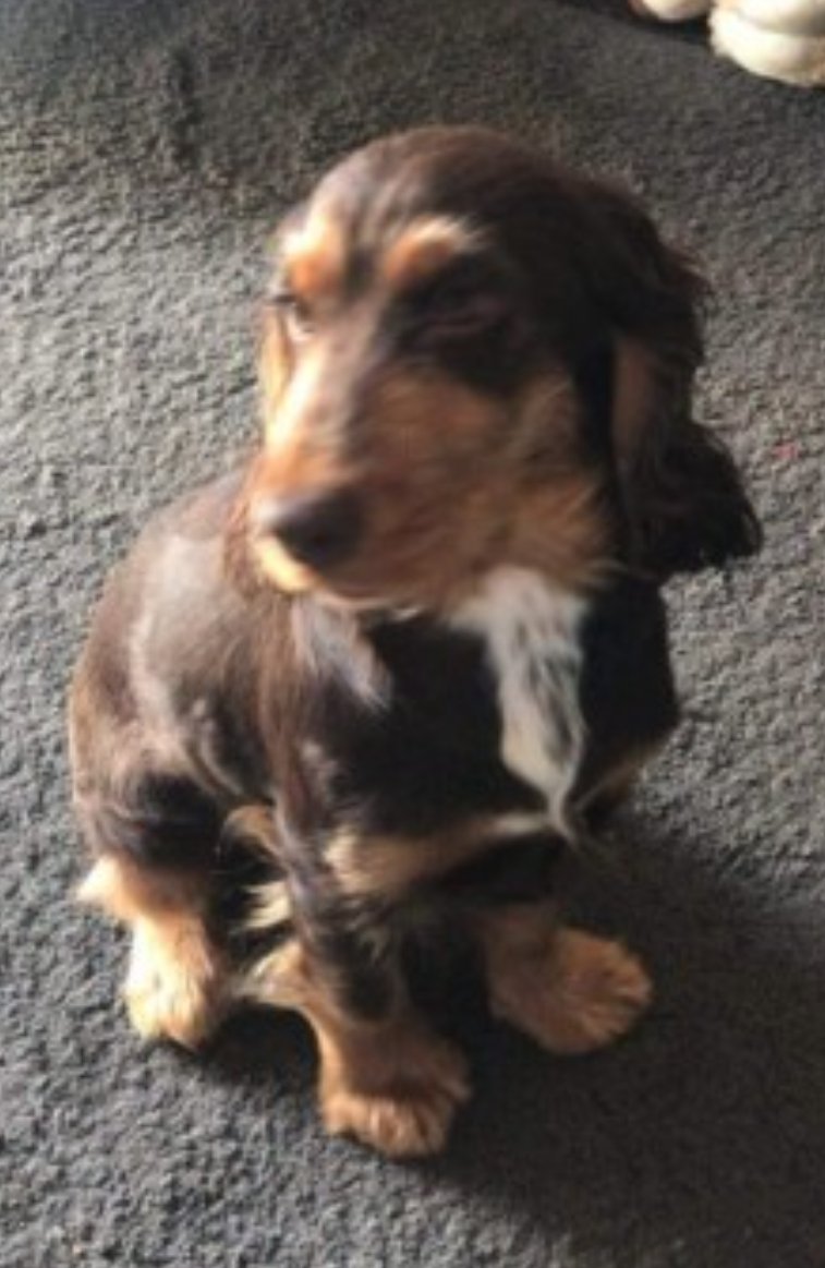 bs2510's tweet photo. BRONSON #SpanielHour
Male #CockerSpaniel Young Adult Liver and tan
#Missing 29 Apr 2023 Ran out of front door #SE28 area
https://t.co/M31gSM2c3J https://t.co/O3FJPgsEuV