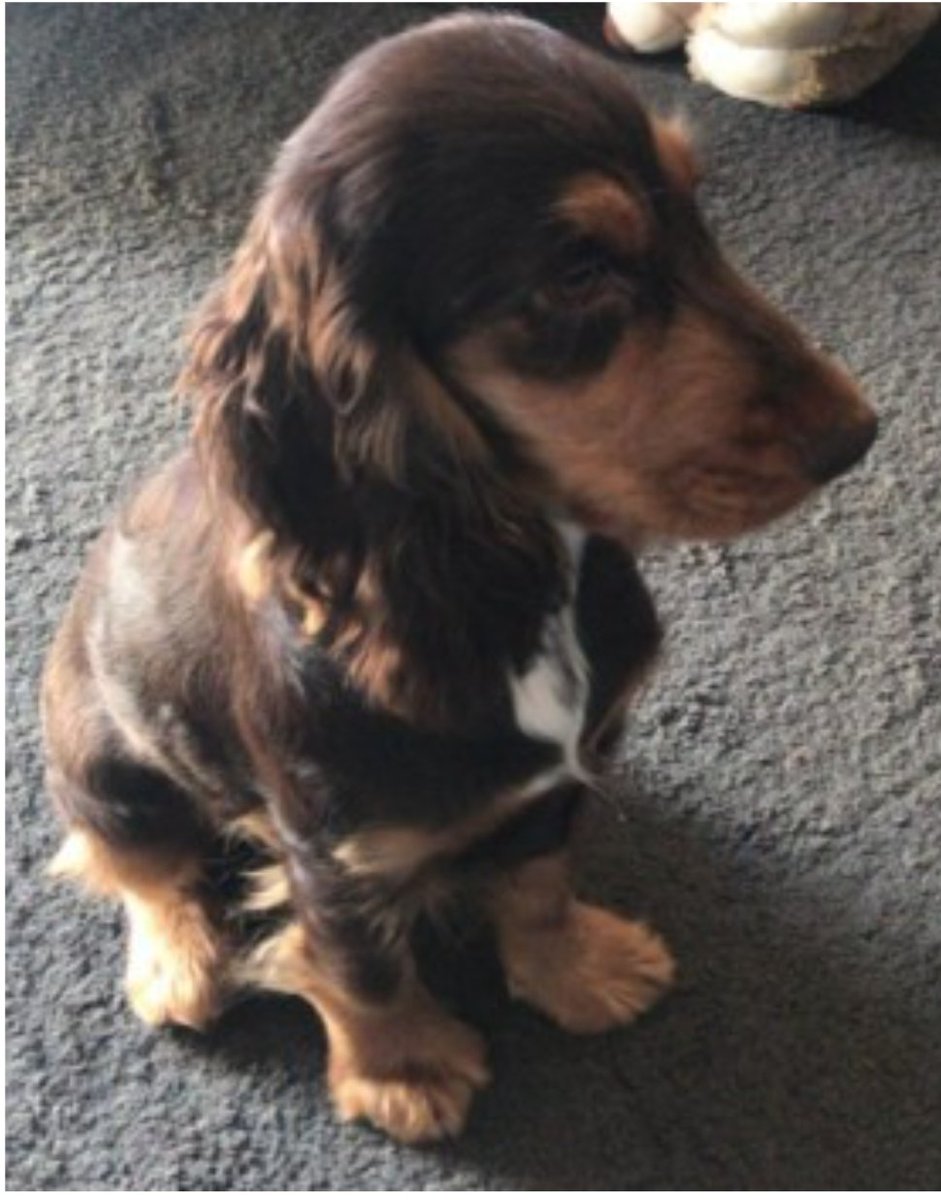 bs2510's tweet photo. BRONSON #SpanielHour
Male #CockerSpaniel Young Adult Liver and tan
#Missing 29 Apr 2023 Ran out of front door #SE28 area
https://t.co/M31gSM2c3J https://t.co/O3FJPgsEuV