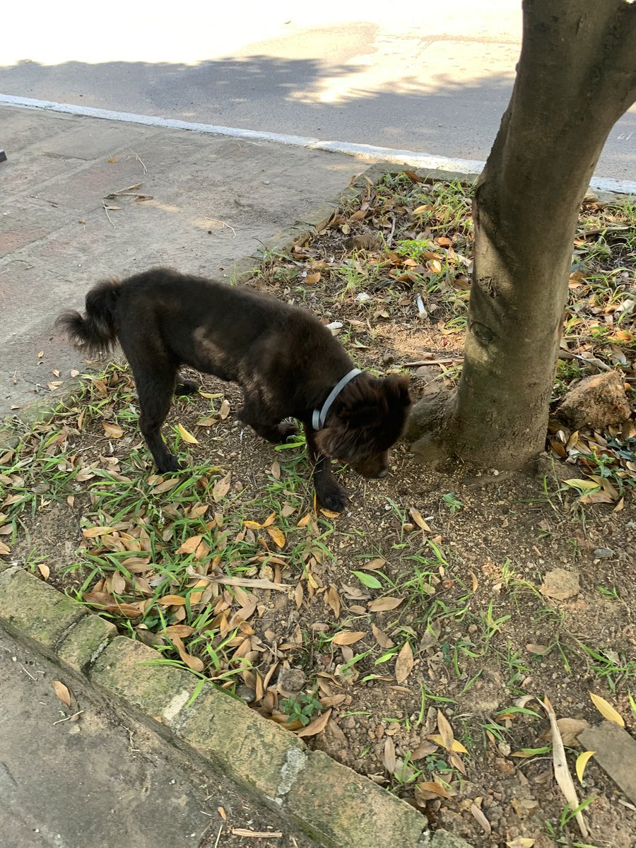Eniederson's tweet photo. Se alguém na volta da Farrapos perdeu um Chow-chow, ele tá circulando no meio da rua e salvei ele duas vezes de ser atropelado. Ele tem uma coleira da Seresto https://t.co/DipIxC6Q4I