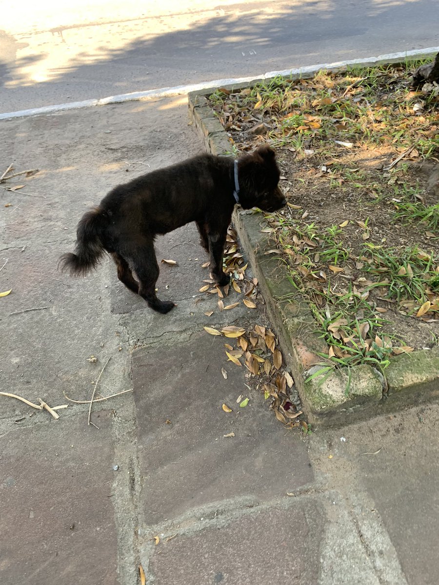Se alguém na volta da Farrapos perdeu um Chow-chow, ele tá circulando no meio da rua e salvei ele duas vezes de ser atropelado. Ele tem uma coleira da Seresto