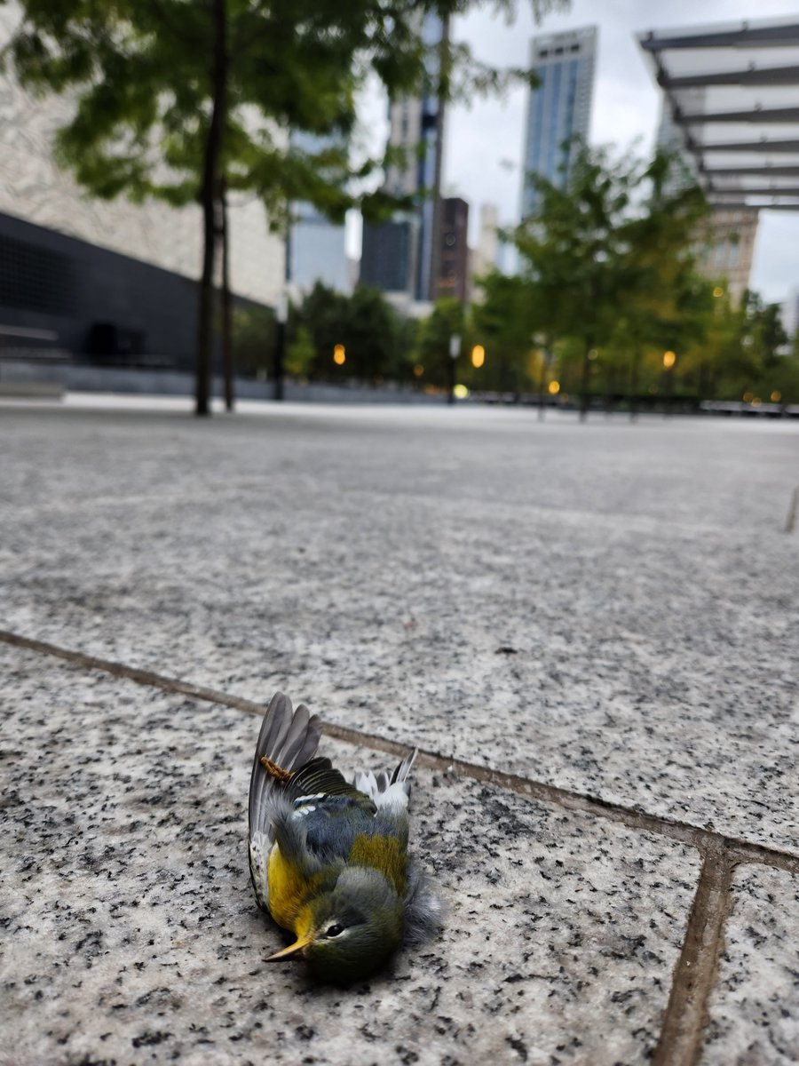 Dr Sara Kross tweet media