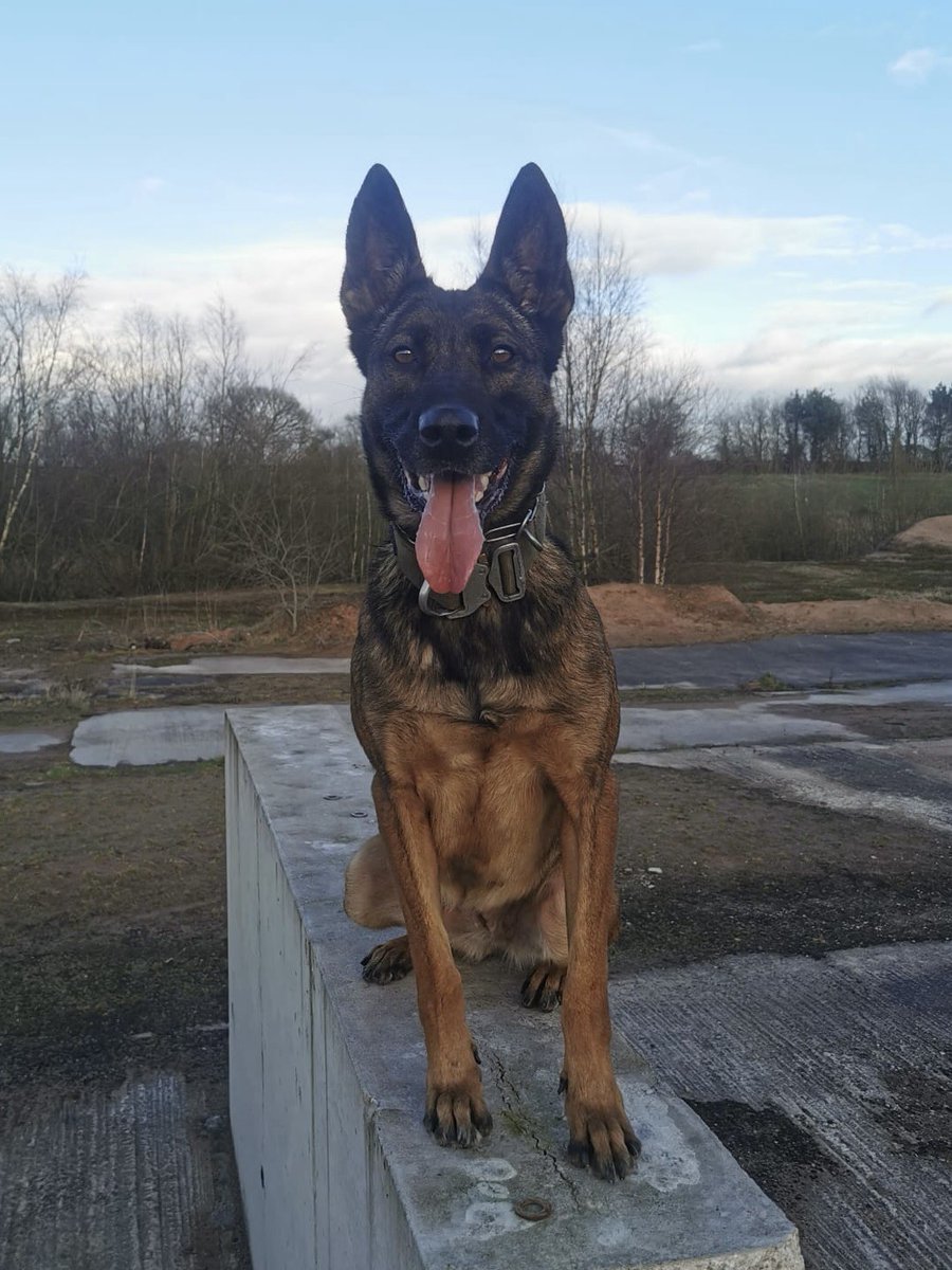 PD Skye was on top form yesterday! She attended an RTC where two males had made off from the vehicle. Skye tracked from their last sighting and located both males who were also wanted for a recent serious robbery. #PDSkye