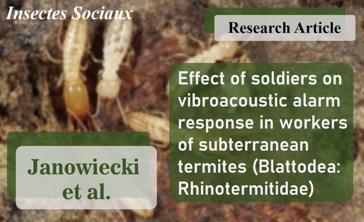 Insectes Sociaux (@inssociaux) on Twitter photo NEW RESEARCH ARTICLE: Janowiecki and colleagues studied the influence of social context on alarm communication in two closely related species of termites.
Read the study here: rdcu.be/dzgdm
#vibration #termites #communication #plasticity <a href="/IUSSI_NAS/">Int Union for the Study of Social Insects - NAS</a> <a href="/IUSSI_NWES/">IUSSI_NWES</a> <a href="/secbras/">IUSSI SecBras</a> NEW RESEARCH ARTICLE: Janowiecki and colleagues studied the influence of social context on alarm communication in two closely related species of termites.
Read the study here: rdcu.be/dzgdm
#vibration #termites #communication #plasticity <a href="/IUSSI_NAS/">Int Union for the Study of Social Insects - NAS</a> <a href="/IUSSI_NWES/">IUSSI_NWES</a> <a href="/secbras/">IUSSI SecBras</a>