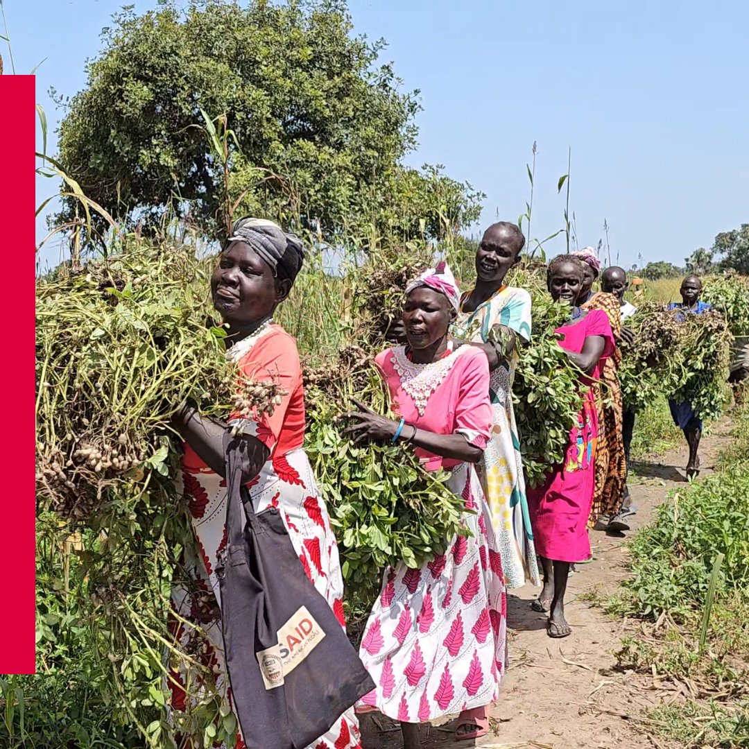 WarChildCan's tweet photo. "War Child Canada has changed our lives. They gave us [quality] seeds, &amp; now we produce more than 10 sacks [of groundnuts].” Martha says she used to only get 3 sacks each harvest before training w/War Child’s team.
@DevCanada @WorldVisionCan @CARECanada
#BeyondAQuickFix #FEEDII https://t.co/nA9IZfnqcQ