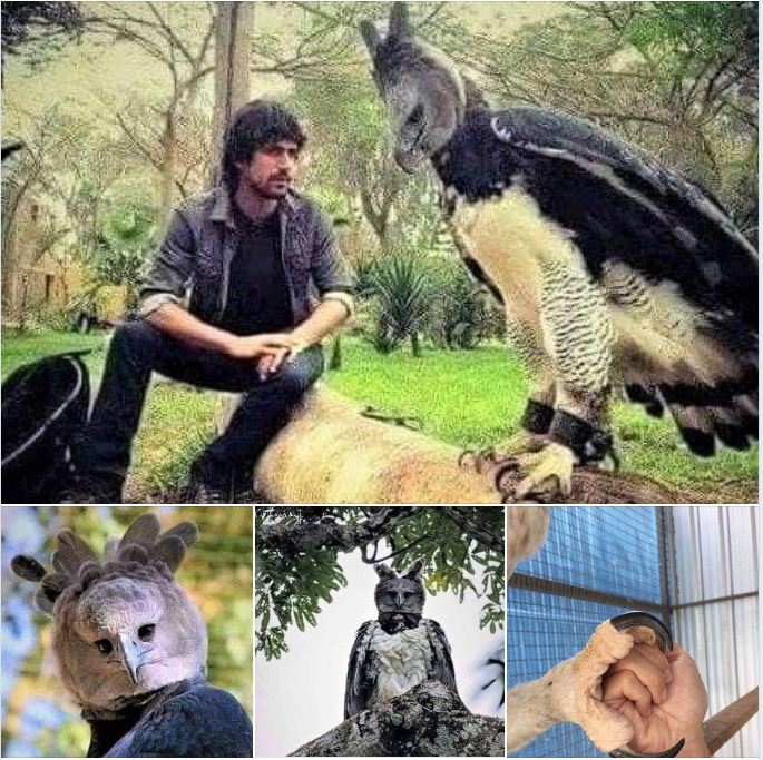 Semacam rajawali : Harpy Eagle
Besar, kuat, dan aneh sekali, kan?