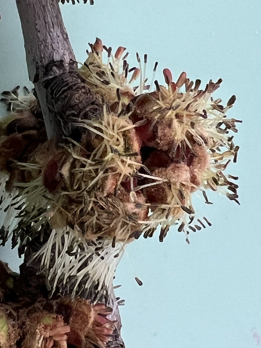 byf_kim's tweet image. Fear not owners of #maples. That’s not tree blood; a broken branch or squirrel chew wound is oozing sap that began to flow in this very warm #westher And the make #flowers are nearly finished @BYFUNL @UNLExtension