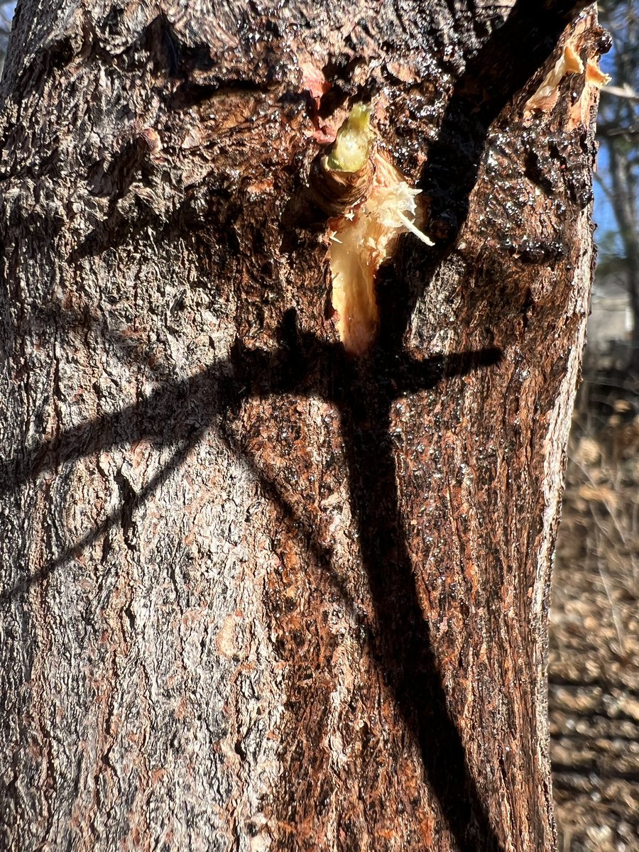 byf_kim's tweet image. Fear not owners of #maples. That’s not tree blood; a broken branch or squirrel chew wound is oozing sap that began to flow in this very warm #westher And the make #flowers are nearly finished @BYFUNL @UNLExtension