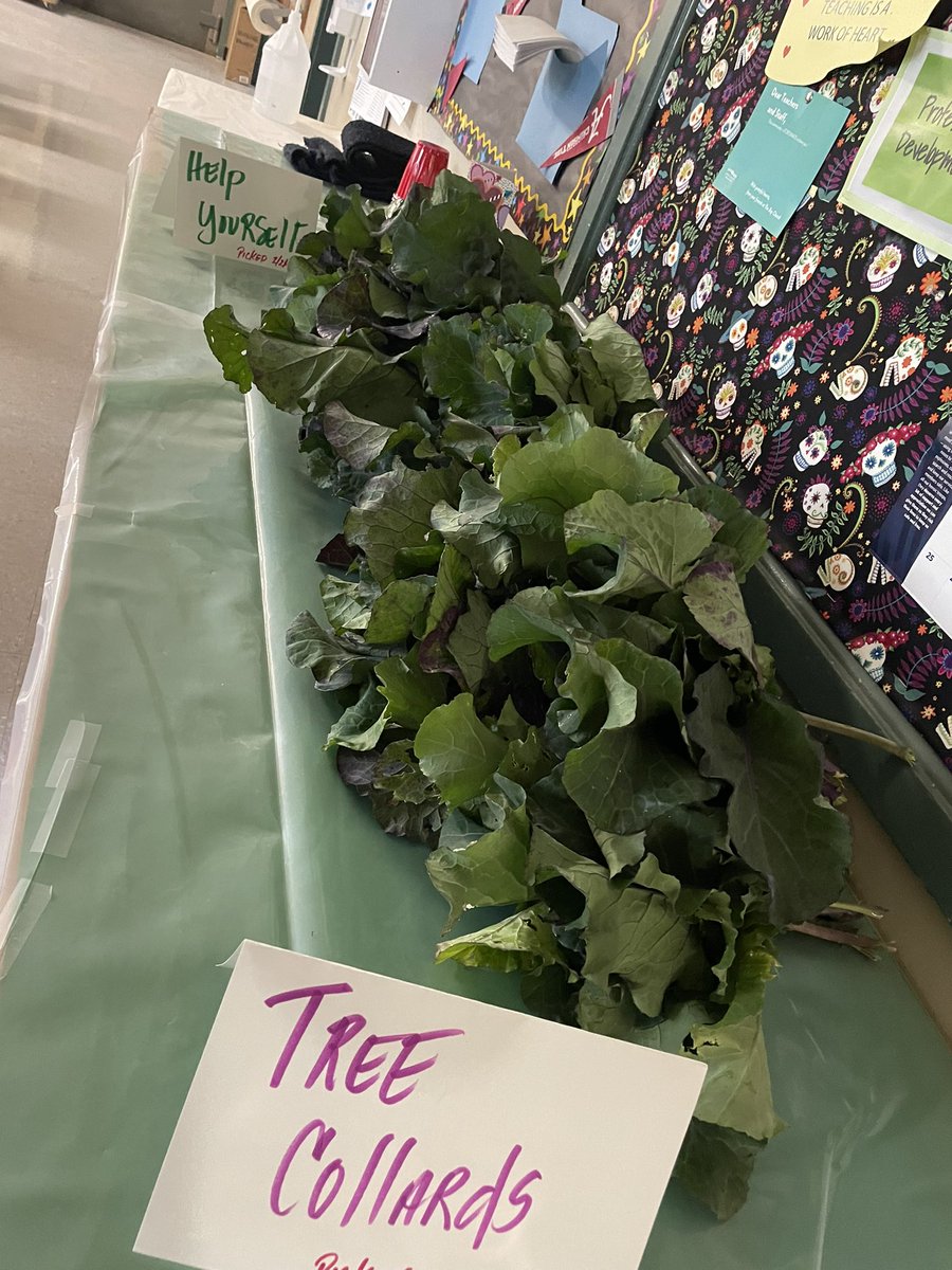 20 bundles for our fabulous teachers @rmsvikings Sweet tree collards harvested today and still more to come! @MtDiabloUSD @CARES_ELP