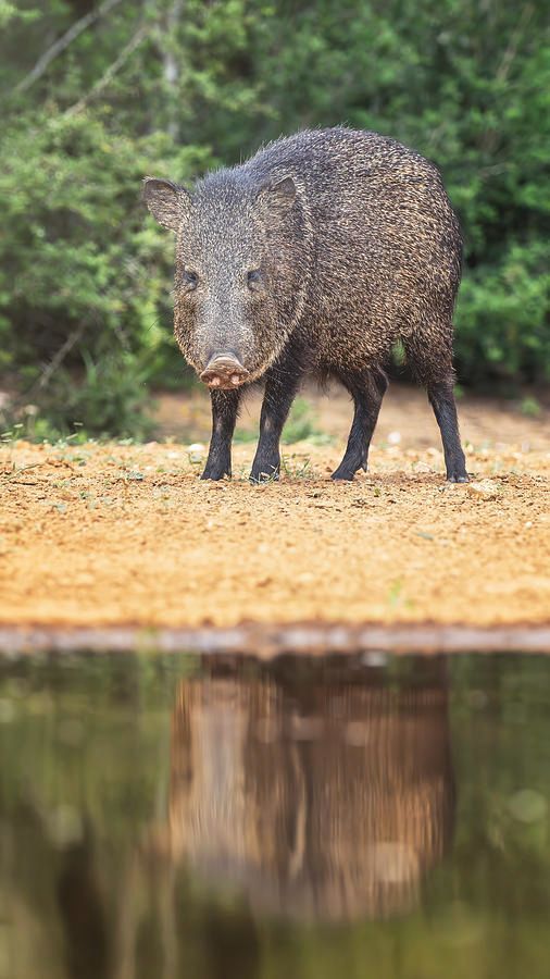 joancarroll's tweet photo. Collared Peccary South Texas! https://t.co/YqwYjsAP4a #collaredpeccary #peccary #javalina #wildlife #pig #texas #wildlifephotography #Travel #travelphotography #AYearForArt #BuyIntoArt #artDistrict #giftideas @joancarroll https://t.co/f2qjMFdaEJ
