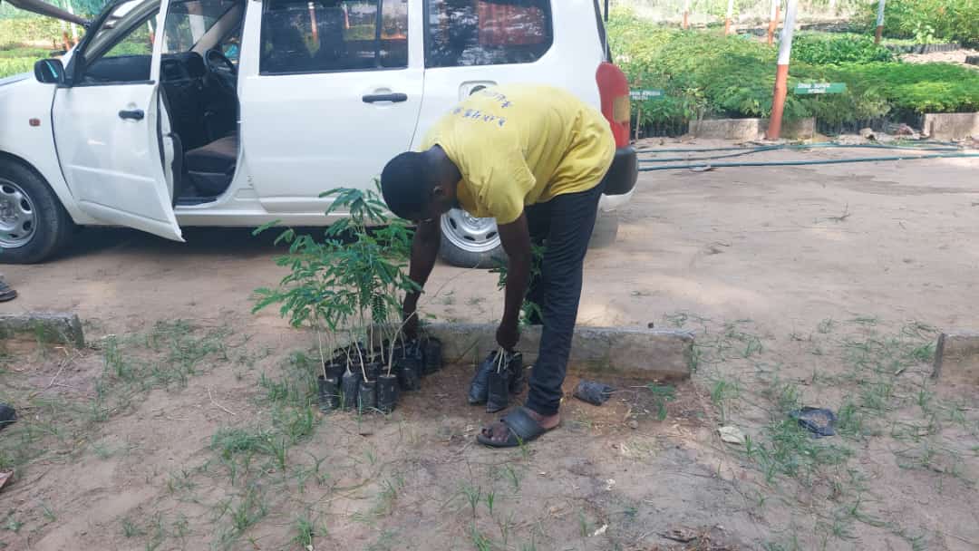 Big thanks to Team @KEFRIHQ Coast Region led by Dr. Linus Wekesa for the donation of 1200 terrestrial seedlings 🌱 to the Climate Promise Mida Project to be distributed to the 24 schools through the school outreach programme. #AdoptAMangrove @UNDPKenya @UNDPClimate