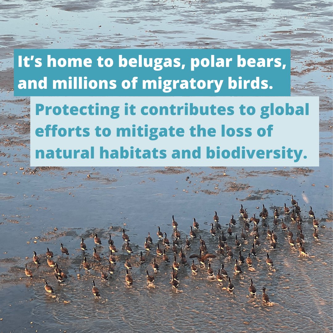 Big news: a new step announced by
<a href="/Mushkegowuk/">Mushkegowuk Council</a> &amp; <a href="/ParksCanada/">Parks Canada</a> towards an NMCA for the home of Omushkego Cree and a globally significant marine ecosystem, western Weeneebeg (James Bay) and southwestern Washaybeyoh (Hudson Bay).

oceansnorth.org/en/blog/2024/0…