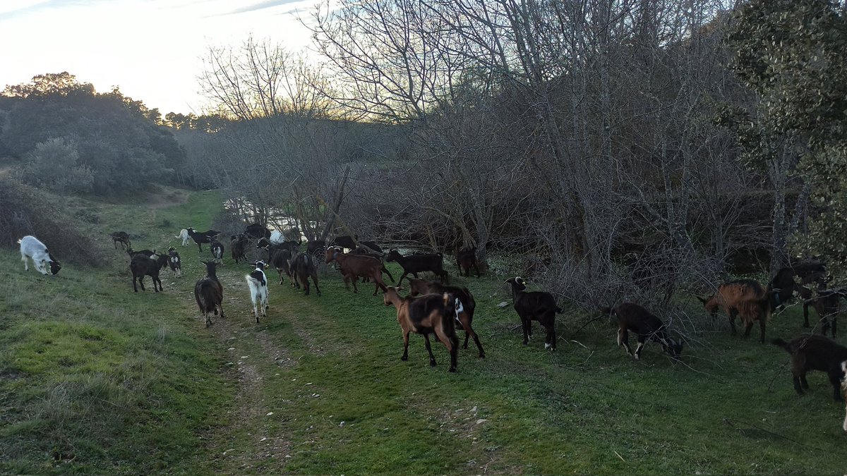 AmadoCharra's tweet photo. Pastoreo de invierno en la Sierra de Francia #Salamanca #CyL 

#quesosdecabrasyovejasfelices
#amadocharra https://t.co/RMHeH1SWHW