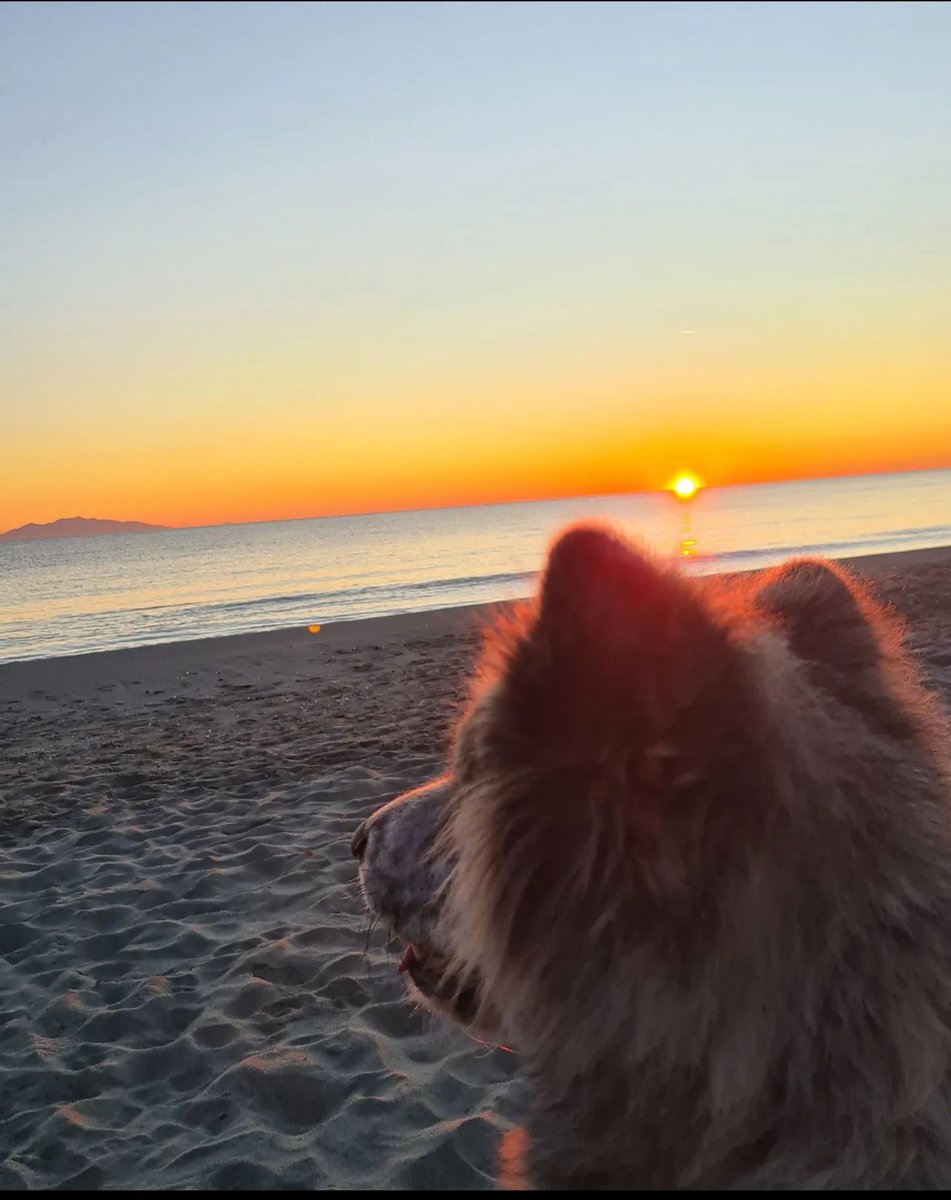 AudreyOM2609's tweet photo. Avoir Une Vie De Chien. Piuma passion #Sunrise 🌅#UneVieDeChien #Akitainu #Bastia #Corse #MonîleMonParadis #Piuma https://t.co/HPBhrqYoca