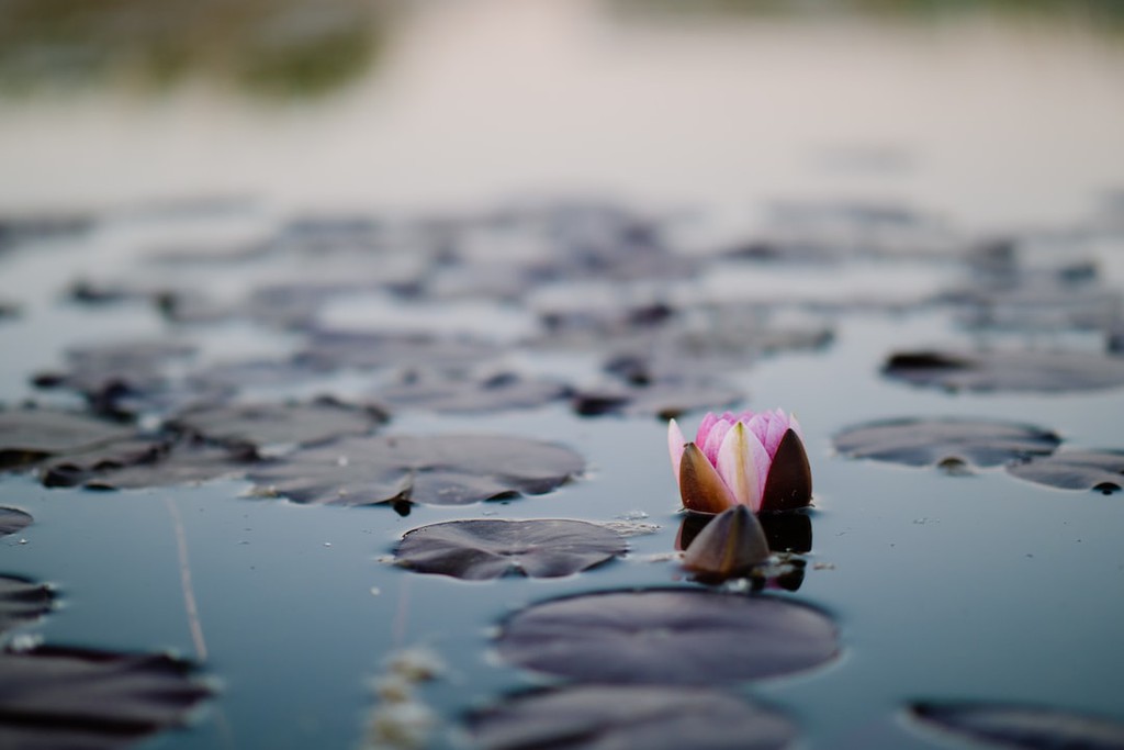 SimonHague's tweet image. Foster serenity in chaos to find solutions. What&apos;s your go-to calming practice? Yoga, meditation, a walk? Share a pic or a tip. #Serenity #ProblemSolvingSkills

Read more 👉 lttr.ai/AONo1

#DailyPractices #Mindset #ProblemSolving
