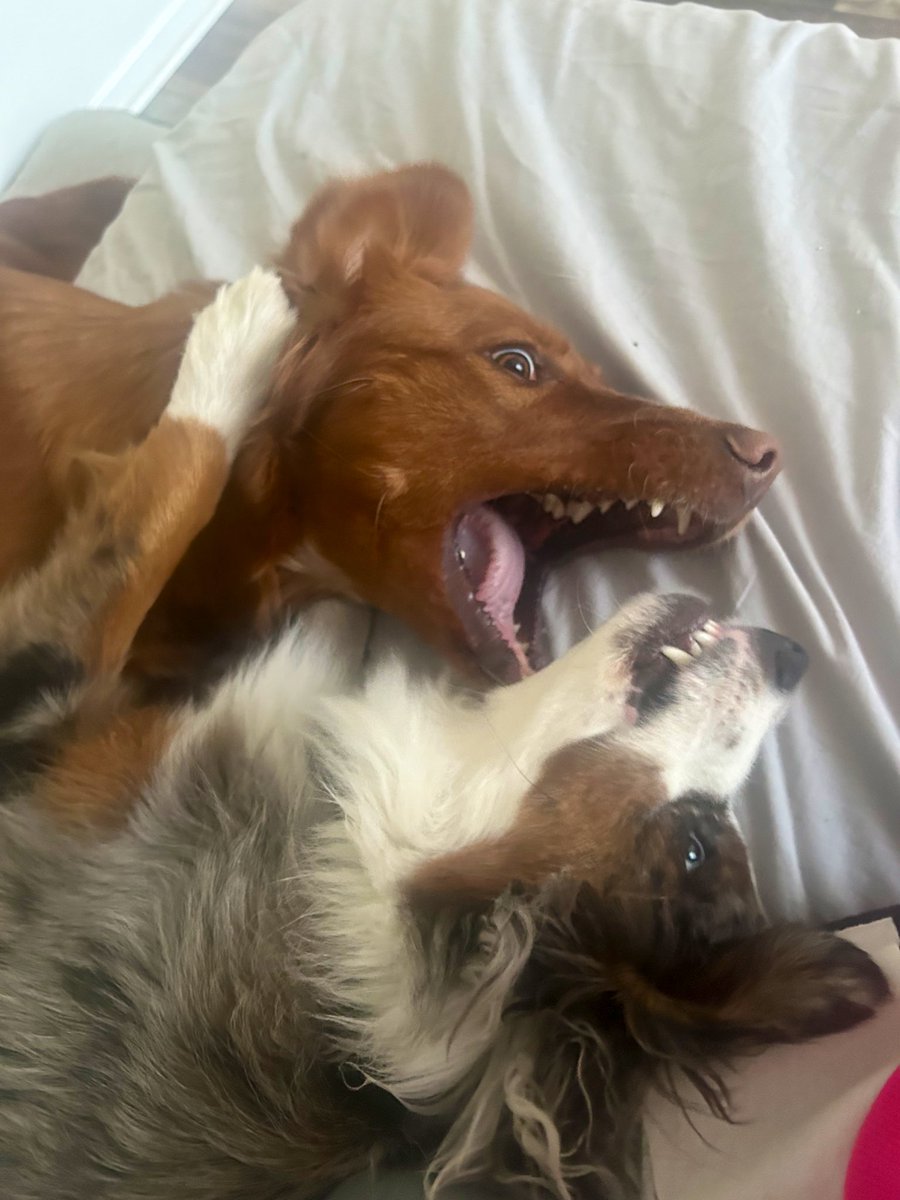 今日は激しめのワンプロ🐕💥
ママのお尻の近くでやらないで〜😂