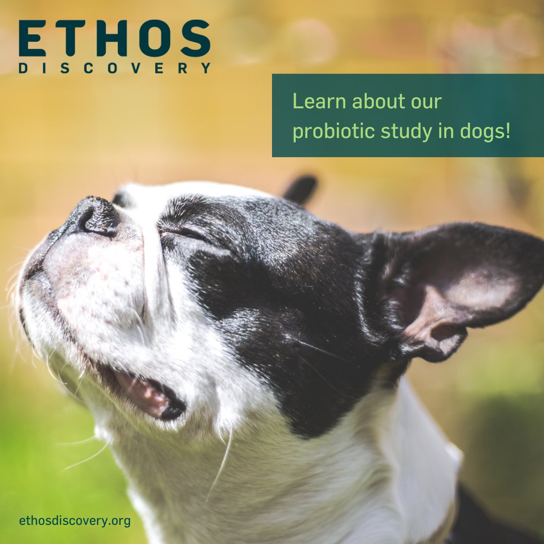 #EthosDiscovery is studying a novel live probiotic product that consists of 3 bacterial species typically found in the gut of healthy dogs. This study now seeks to evaluate the ability of this probiotic to resolve diarrhea in dogs. Learn more at ethosdiscovery.org .