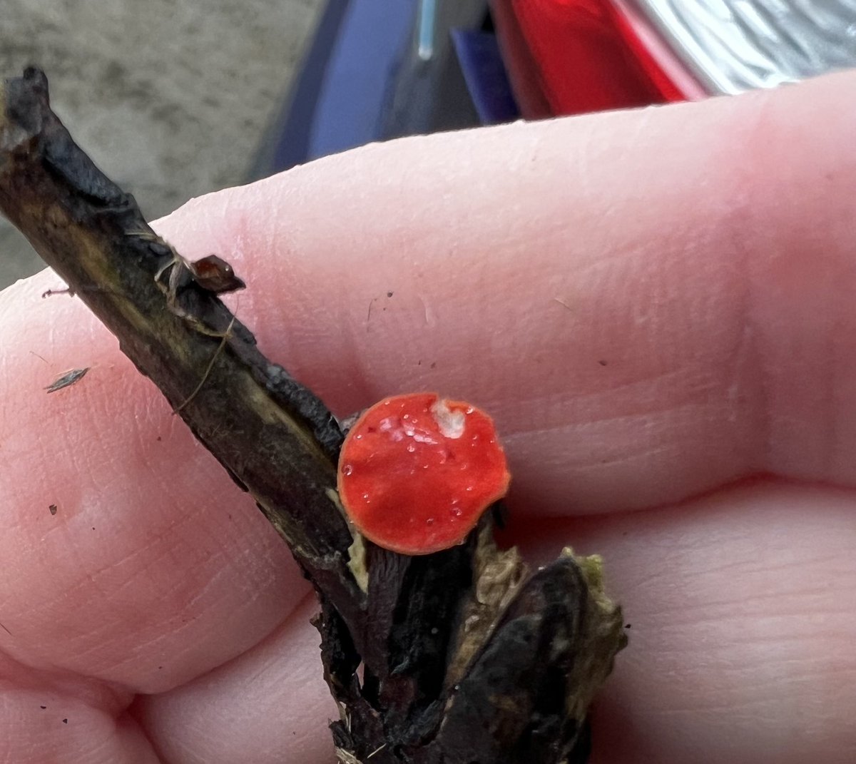 Go Wild Scotland Ranger tweet media