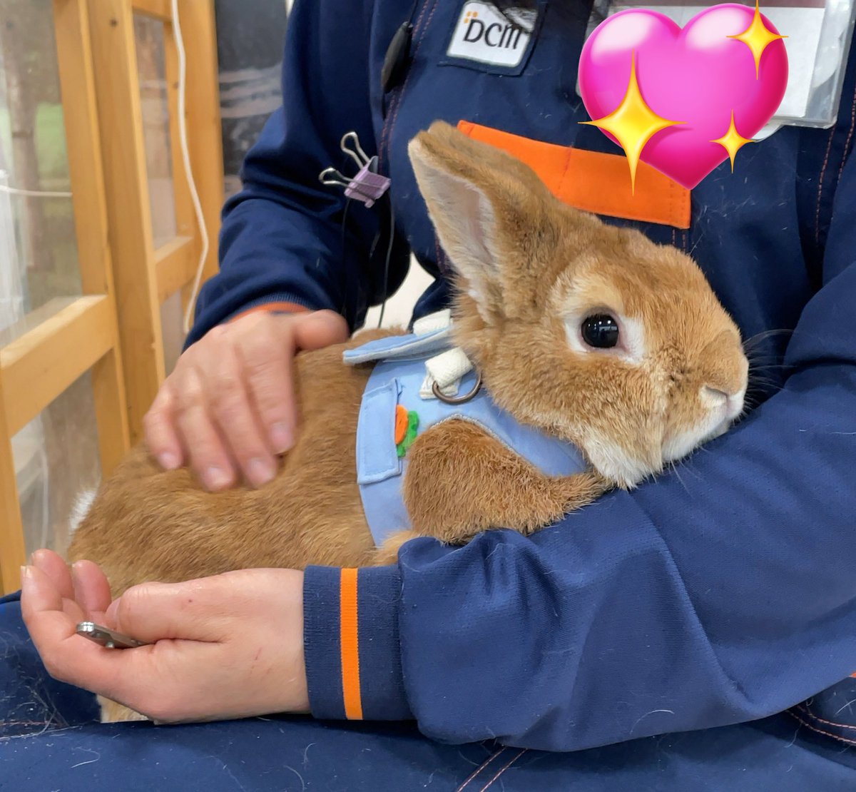 #みた人もなにか無言でかわいいをあげる