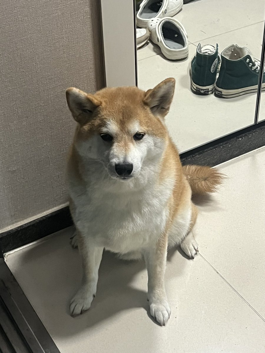 출근할 때 자기도 나가고 싶다고 말은 못 하고 최선을 다해 표현하는 중 ..