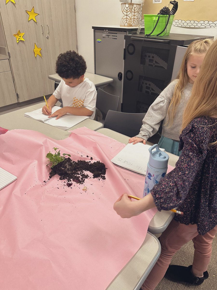 MrsMartuscello's tweet photo. They all enjoyed the hands on exploring of our plants, even if it did get a little messy. One friend said it was the best part of his day! #fabulousfirsties @PISDHallElem https://t.co/6bgeVPJveQ