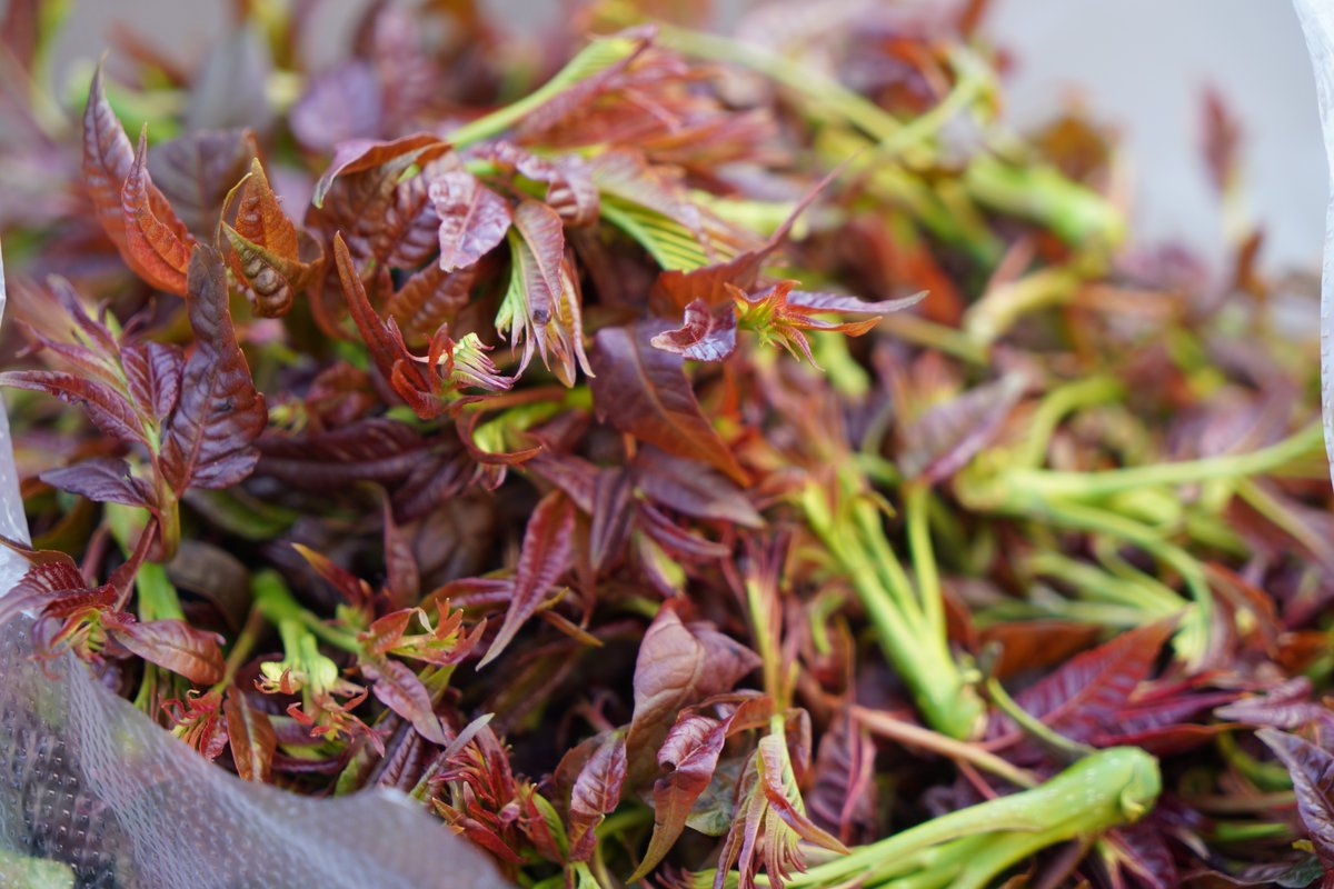 Kunminginfohub's tweet image. Spring has sprung in our markets! 🌺 Get your taste of the season with Yunnan's fresh Chinese toon, banana blossoms, and more. Let's 'eat the spring' and toast to nature's colors! #FreshFinds #YunnanSpring #CeremonialEating
