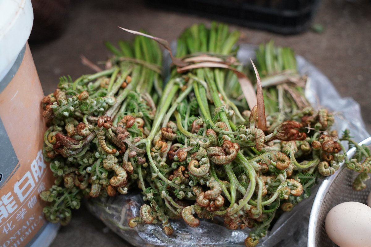 Kunminginfohub's tweet image. Spring has sprung in our markets! 🌺 Get your taste of the season with Yunnan's fresh Chinese toon, banana blossoms, and more. Let's 'eat the spring' and toast to nature's colors! #FreshFinds #YunnanSpring #CeremonialEating