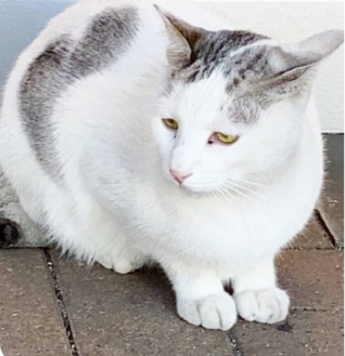 Hachi8Mayu310's tweet image. 2月22日
にゃんにゃんにゃん🐾🐱
猫の日って事で
 #REISSUE 猫ちゃん達·͜· ♡
 #猫の日 #米津玄師  #グッズ