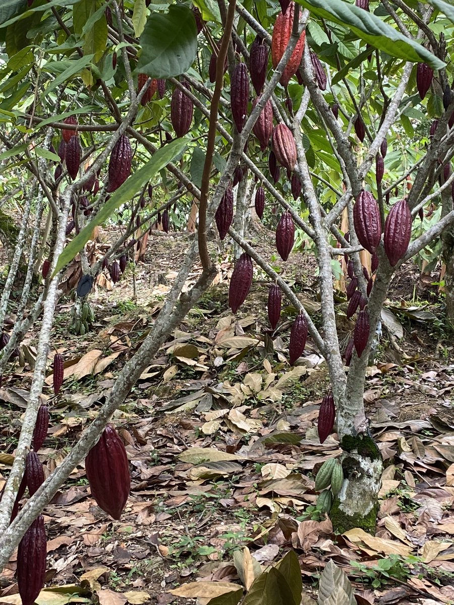 Comité Técnico Nacional de Cacao, Gira a cultivos renovados de cacao en Rionegro Santander, evaluando métodos de renovación del proyecto @fedecacao y Minagricultura. Exelentes cultivos productivos. Ejemplo para Colombia @Grupo_Nutresa @CasaLuker_ @SomosAGROSAVIA ,C4D