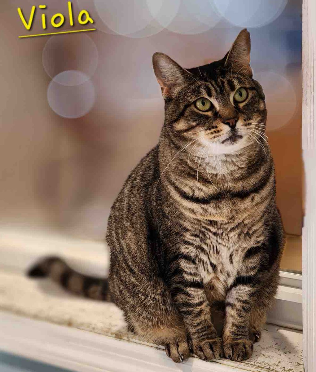 🎉It’s my birthday!!!🎉 My name is Viola, and yesterday I turned 3 years old. As much as I would love a new toy or a treat, a home to call my own would be even better! Come visit me and my friends at Baywater Animal Rescue.