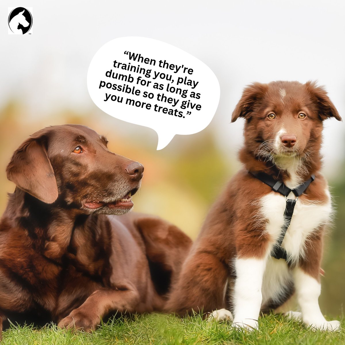 LibertyPetHosp's tweet image. Here&apos;s a training tip from one experienced dog to the new family puppy. Playing dumb means more treats. 😉 #DogTrainingFun