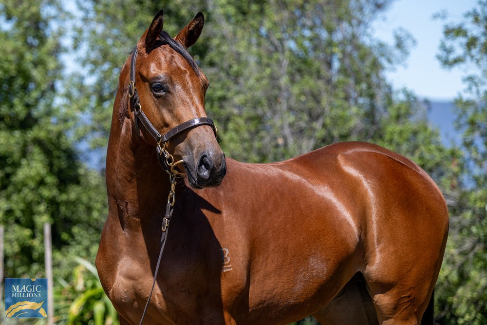 Brookview Thoroughbreds tweet media