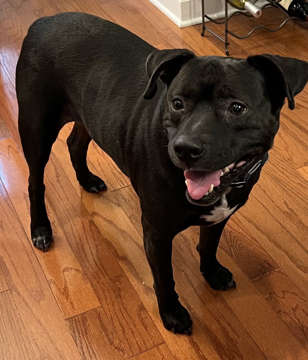 smartroz's tweet image. #doggywednesday  #TyTy came to visit. Sweet sweet boy ❤️