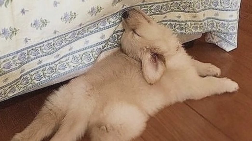 takemybear 🐶 tweet media