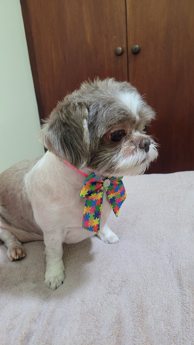 njhhabit's tweet photo. minha cachorra acabou de ser diagnosticada 🥳🥳🥳🥳🥳🥳 #anjoazul https://t.co/J33MQ4D52i