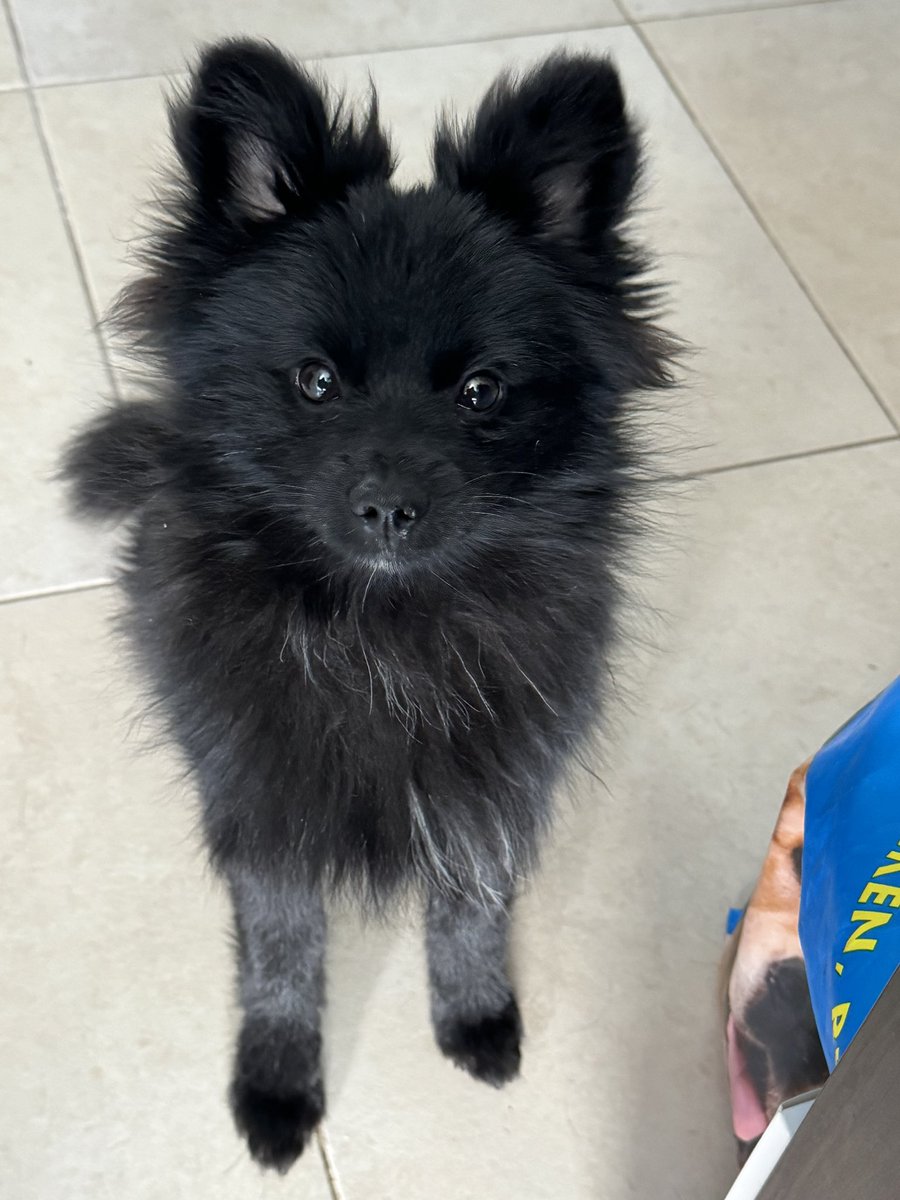 VeronicaHdzMs's tweet photo. @elmarianaa te presento al Susu (susuwatari) 😍 https://t.co/EfZz237QEJ