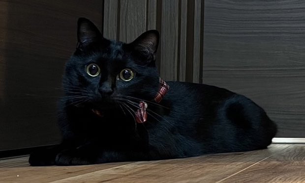 #ファミにゃ飼いねこ自慢
うちの黒猫ノアさんです🐈‍⬛
ご縁がありますように🫶