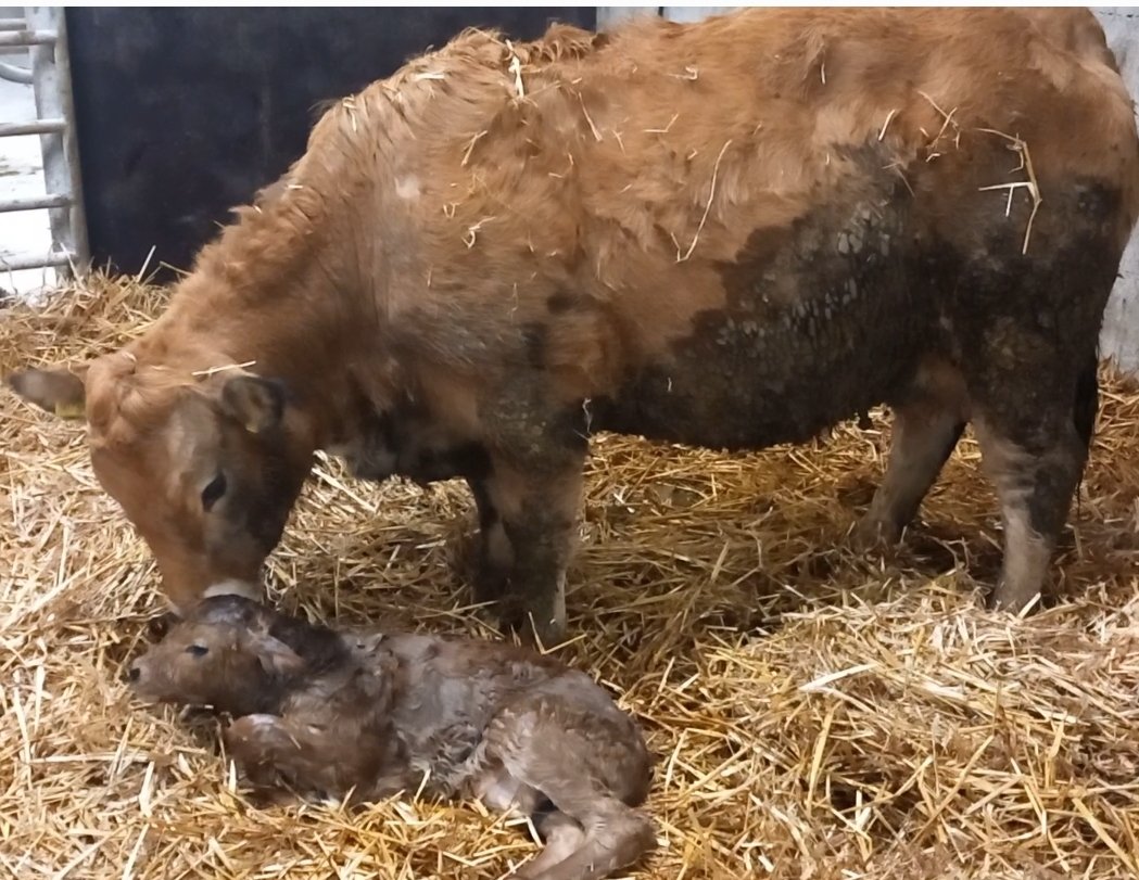 1st pedigree aubrac calf born on the farm by Deerpark Rowe AU8953. Future stockbull for the Jersians