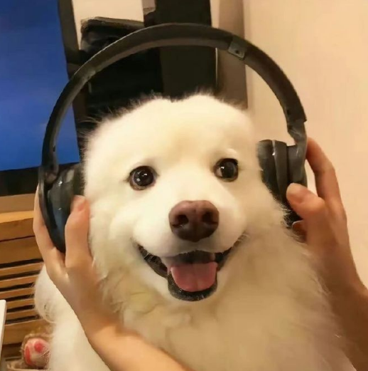 glpets's tweet photo. A puppy that looks happy https://t.co/FpoeRlV3UY