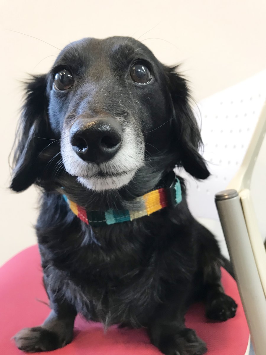 RangersJapan's tweet photo. テイルワグ ドッグカラーもあります🐶

カラフルな織地がツヤツヤの黒い毛に映えて
とってもすてき❤️

ワンちゃんは３サイズ展開です✨

https://t.co/UHI4nRH4Iy https://t.co/S770BMIFVt