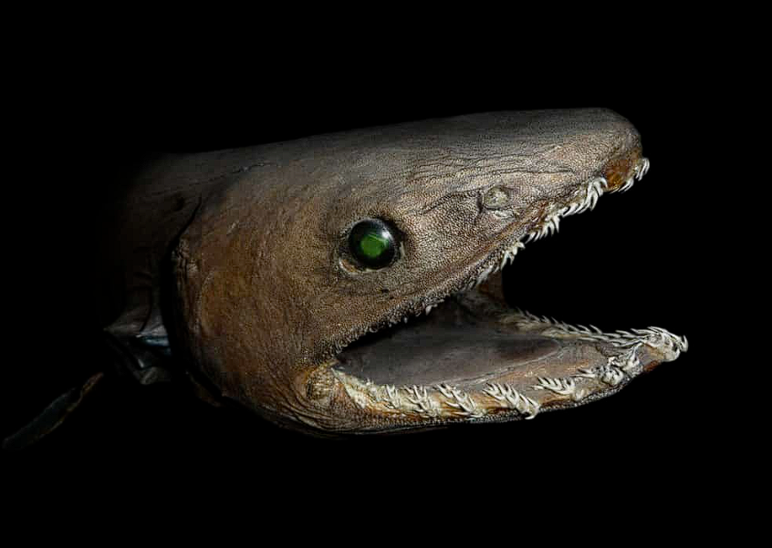 dailydeepdive's tweet photo. Despite the tremendous pressure (up to 1000 times that of the ocean at sea level) many species make their home in the trench. Among them are the "living fossil" frilled shark, which is over 80 million years old. The dominant species on the floor of the trench is the sea cucumber. https://t.co/TqTd2zRBrB