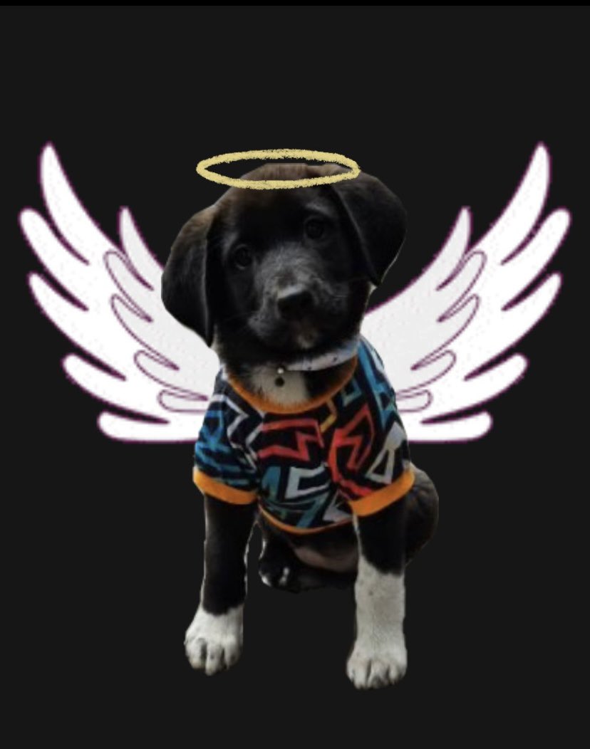 Perla sahibi tarafından yüksek dozda narkotik maddeler verilerek türlü işkencelere maruz bırakılmış bir can.

Perla için ses olun paylaşın-paylaştırın
#PerlaİçinAdalet