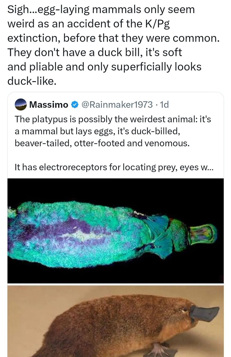 PetreRaleigh's tweet photo. No shade to this guy, I'm genuinely very happy to have this info from an expert, but the "Sigh" here is very funny to me. "Yeah, I GUESS you'd think these animals were weird if you only know mammal species from the Cenozoic era, IDIOT" https://t.co/r6m8wfLCQx