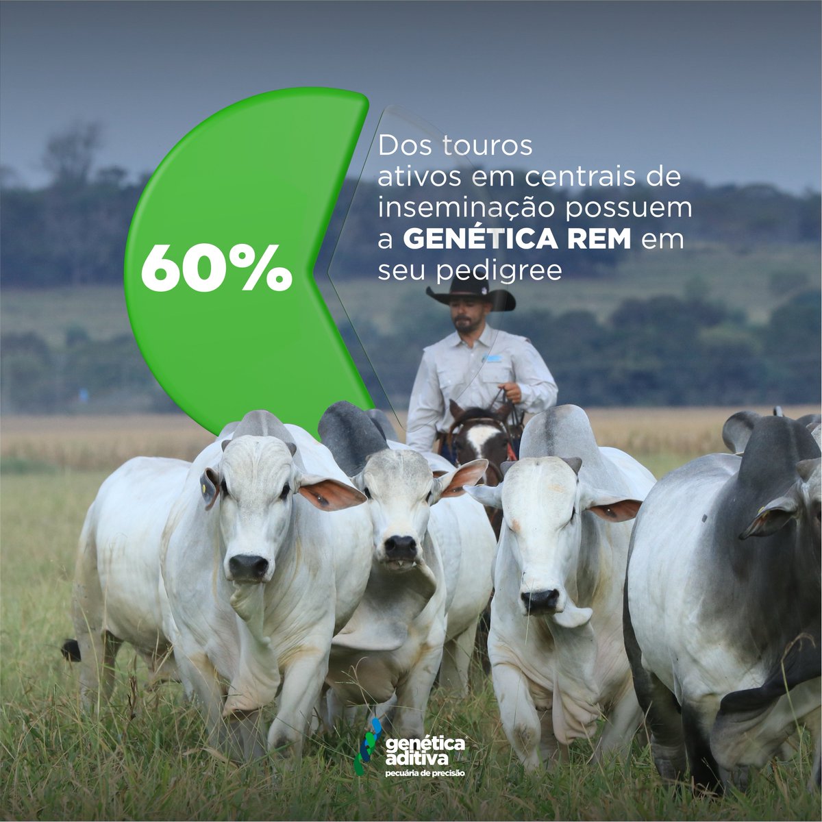 GeneticaAditiva's tweet photo. Aqui tem genética! Aqui tem resultado!
Atualmente, mais de 60% dos touros ativos de Central tem genética REM, seja pela genealogia pai, avô materno ou avô paterno.
Quanta responsabilidade!
#abcz #ancp #geneplus #geneticaaditiva #genomica #melhoramentogenetico #nelore https://t.co/lGNN8n4dgZ