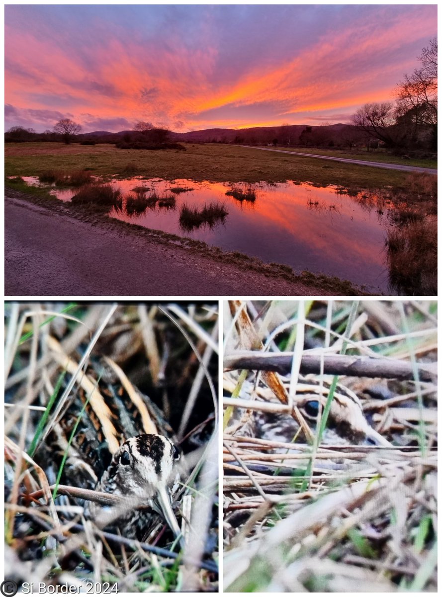 A beautiful end to the day on Castlemorton Common, with #MalvernHills backdrop, and elusive #JackSnipe.