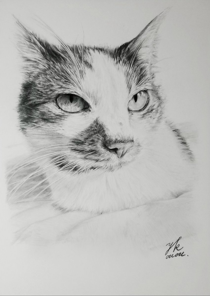 #ネコの日  #猫の日 #ねこの日 
 #鉛筆画  #模写 