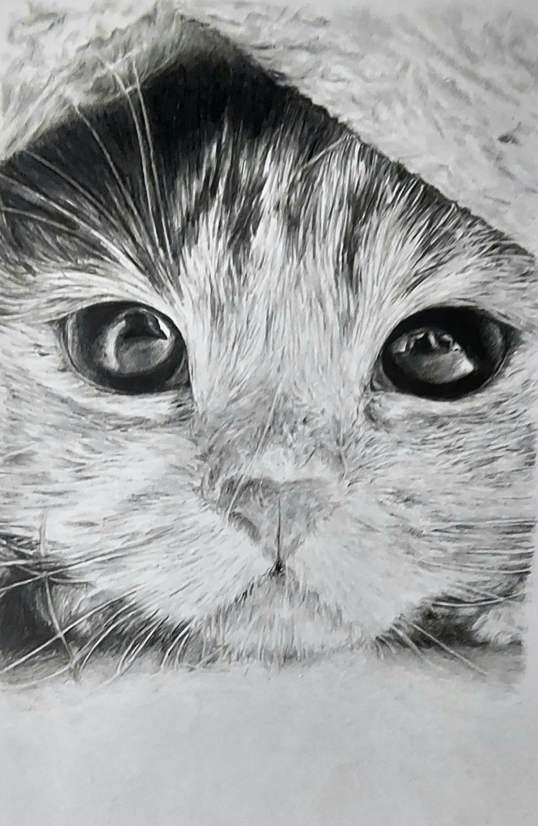 #ネコの日  #猫の日 #ねこの日 
 #鉛筆画  #模写 