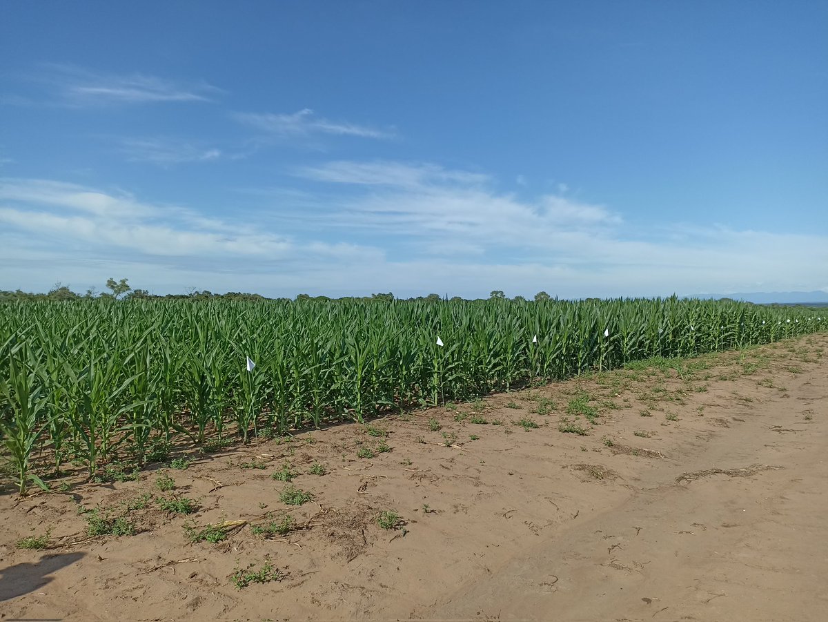 romano_nel's tweet photo. Recorrida de ensayos junto a nuestros Distribuidores de CSN, en Las Lajitas - Salta
#SMARTFOIL
@ALZ_Agro
@Santi_Caterina https://t.co/8EmbNQ2X2q