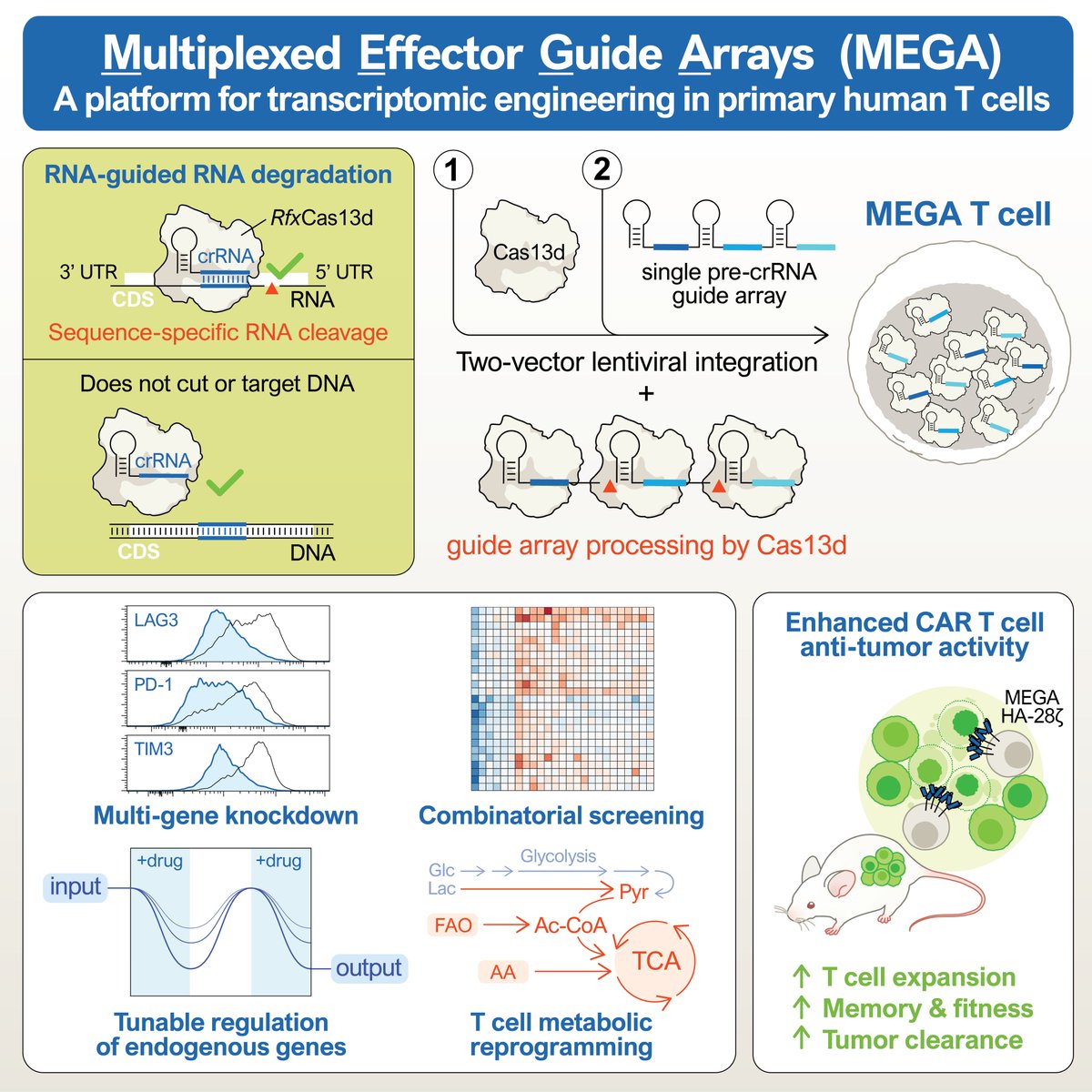 🗣️wahoo!!! my doctoral work is out online in @CellCellPress: authors.elsevier.com/c/1ie1VL7PXqPm4!! couldn't have done it without my two wonderful labs and co-advisors @stanleyqilab & @MackallLab we developed a new RNA-targeting CRISPR platform (MEGA) to engineer better T cell therapies...🧵