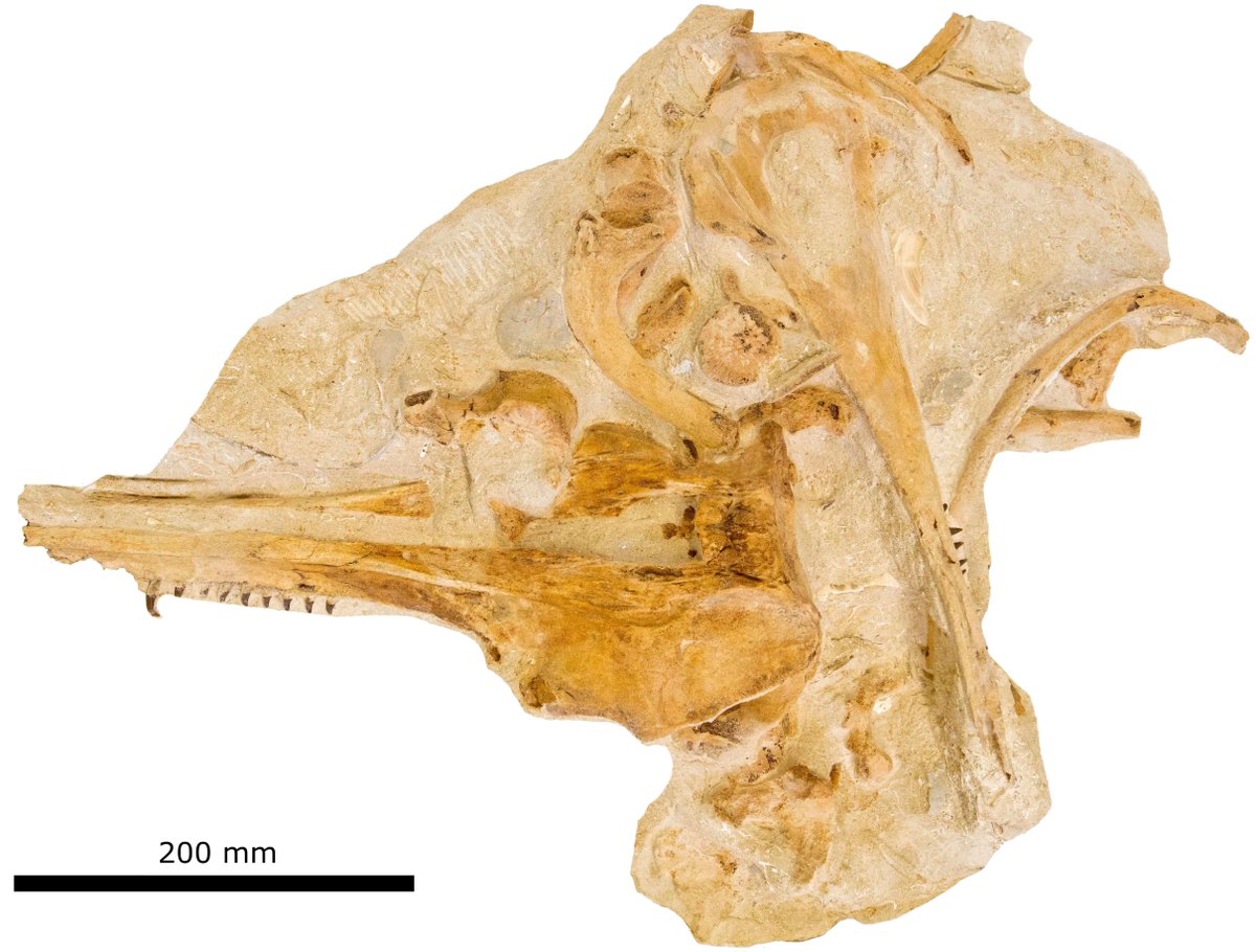 Shane Meekin tweet media