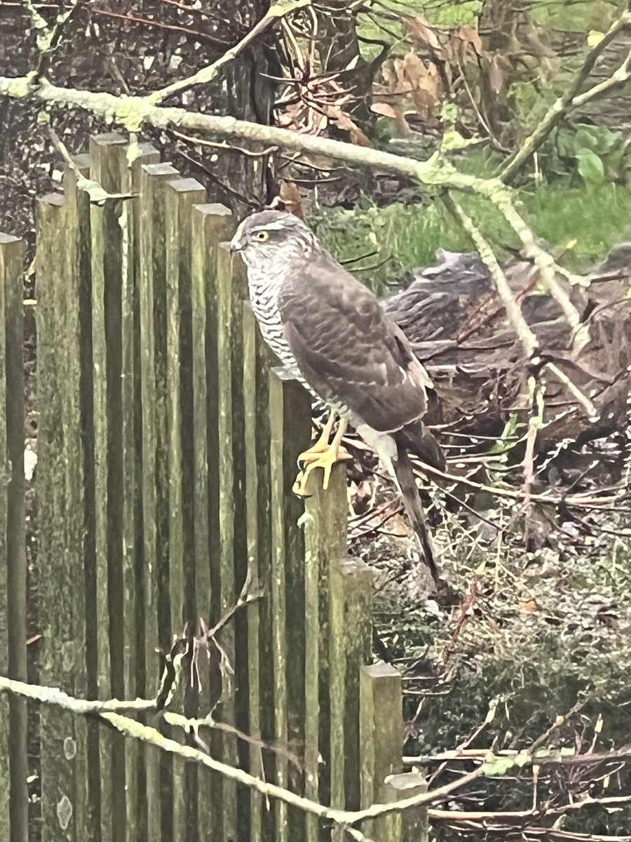 Sparrowhawk looking for a snack! 
🦅 
#sparrowhawk #birdofprey #sussexbirds #sussexgardens #gardensofsussex 
#pelhamplants 
#pelhamplantsnursery